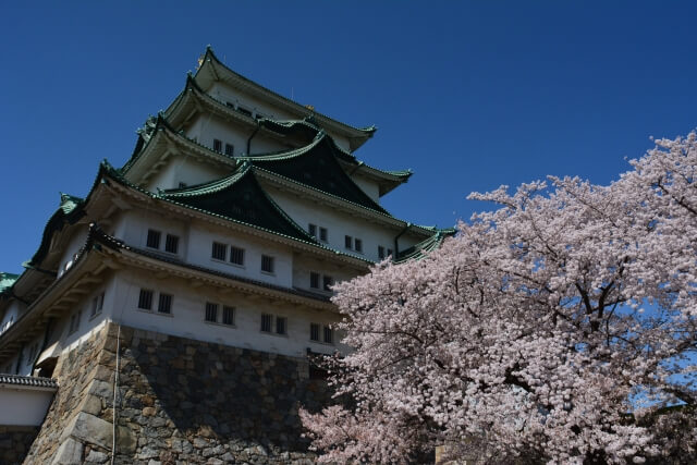 名古屋城と桜