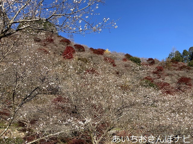 豊田市の川見四季桜の里