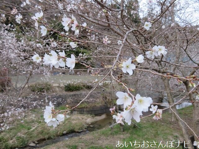 豊田市の小原四季桜