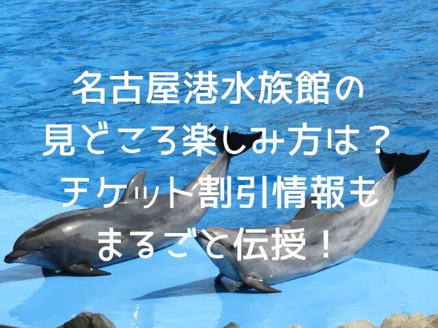 名古屋港水族館のイルカのパフォーマンス