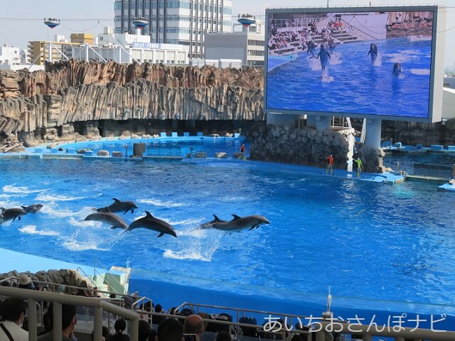 名古屋港水族館のイルカのジャンプ