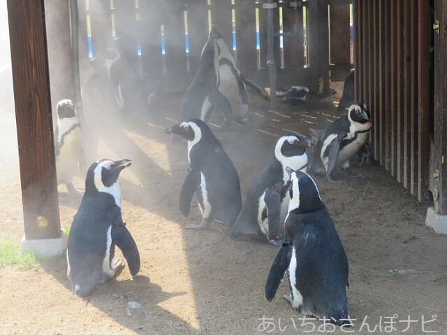 名古屋港水族館のケープペンギン