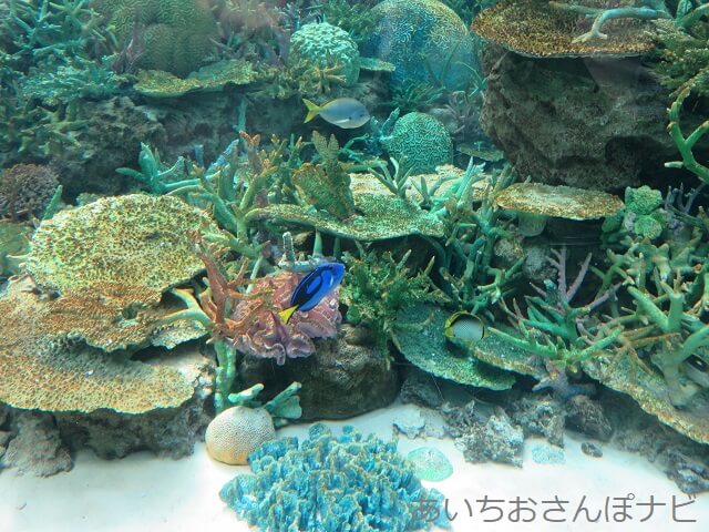 名古屋港水族館のサンゴ礁