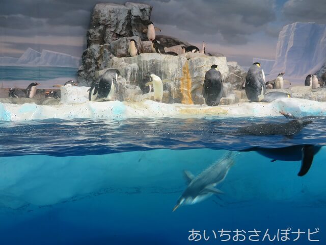 名古屋港水族館の南極のペンギンたち