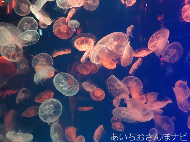 名古屋港水族館のミズクラゲ