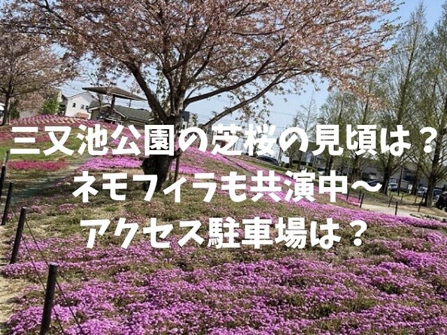 弥富市三ツ又池公園の芝桜