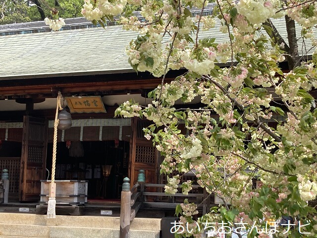 岡崎市上地八幡宮のウコン桜と拝殿