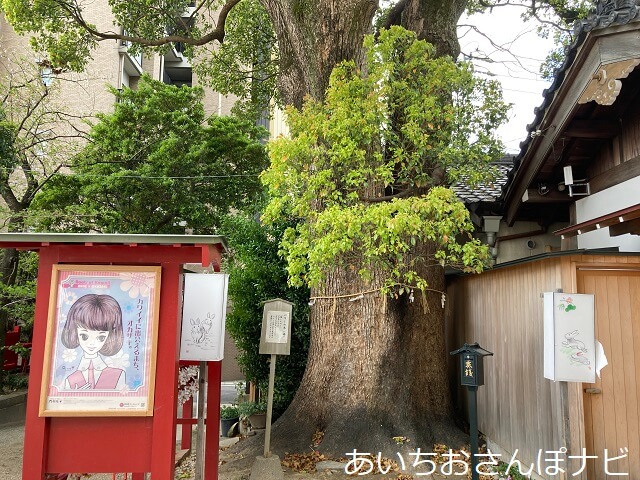 岡崎市菅生神社のパワーの木