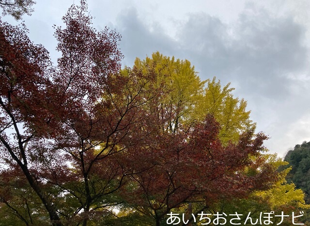 香嵐渓の紅葉とイチョウ