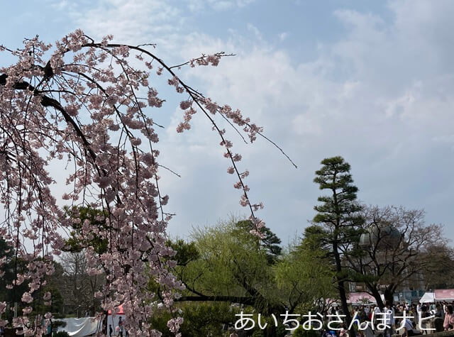鶴舞公園桜まつり