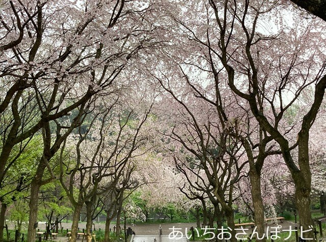 東山動植物園の桜の廻廊