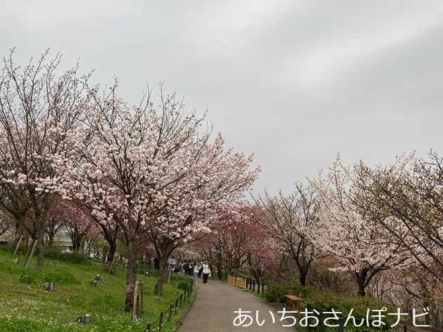 東山動植物園の桜の廻廊