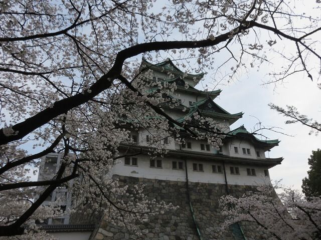 名古屋城と桜