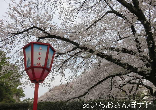 名古屋城の桜