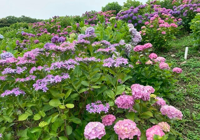 形原温泉あじさいの里